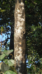 Mallotus tetracoccus