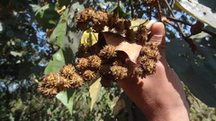 Mallotus tetracoccus