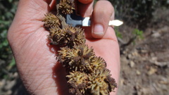 Mallotus tetracoccus