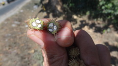 Mallotus tetracoccus