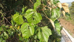 Mallotus tetracoccus