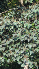 Mallotus tetracoccus