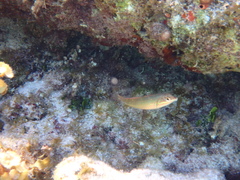 Halichoeres maculipinna