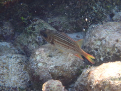 Neoniphon vexillarium