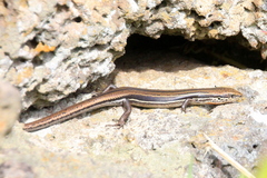 Bold-Striped Cool-Skink photo 5