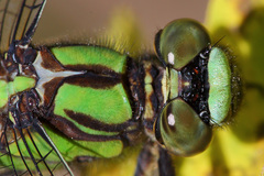Ophiogomphus colubrinus