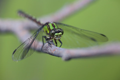 Ophiogomphus colubrinus