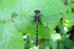 Ophiogomphus colubrinus