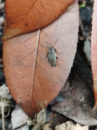 Pyrrhocoris sibiricus