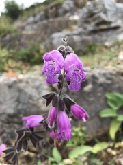 Salvia