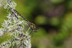 Ophiogomphus colubrinus