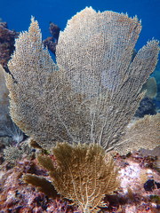 Gorgonia
