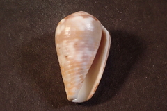 Conus catus