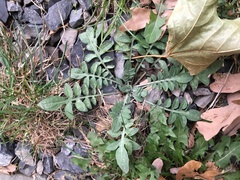Centaurea stoebe australis