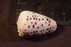 Conus pulicarius