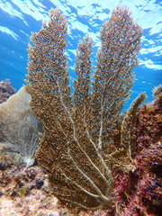 Gorgonia
