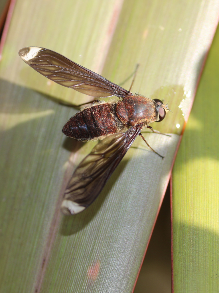 Comptosia apicalis