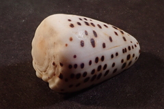 Conus pulicarius