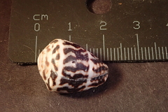 Conus chaldaeus