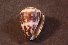Conus chaldaeus