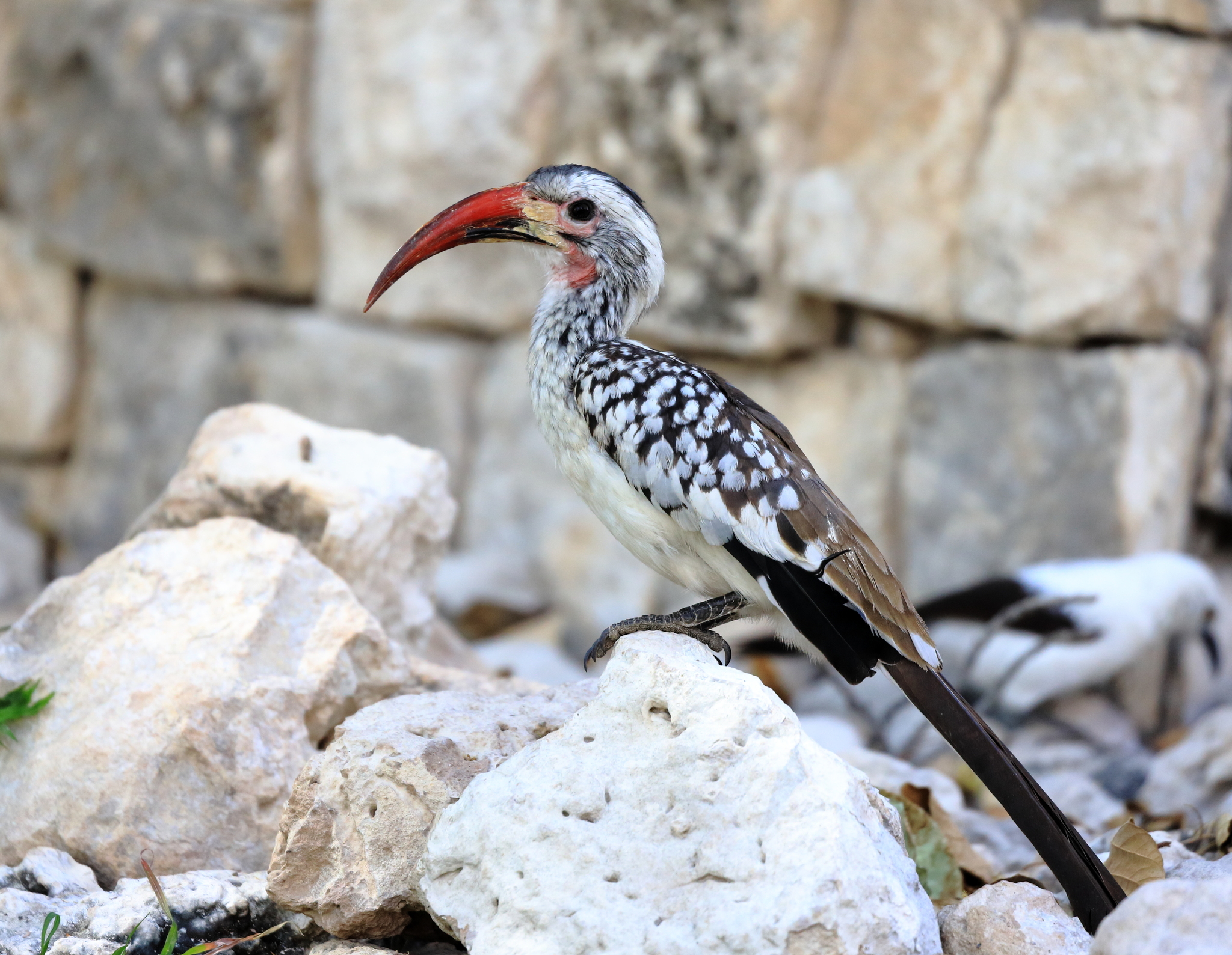 Damara Red-billed Hornbill (Tockus damarensis), photo 3