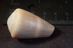 Conus flavidus