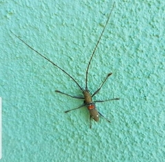 Olenecamptus bilobus
