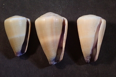 Conus flavidus