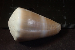 Conus lividus