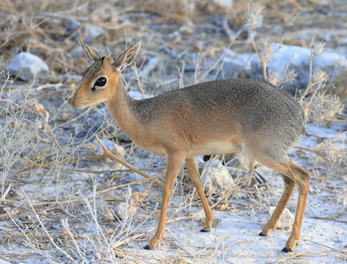 Damara Dik-dik