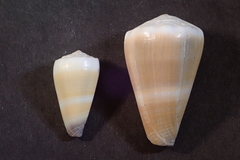 Conus lividus