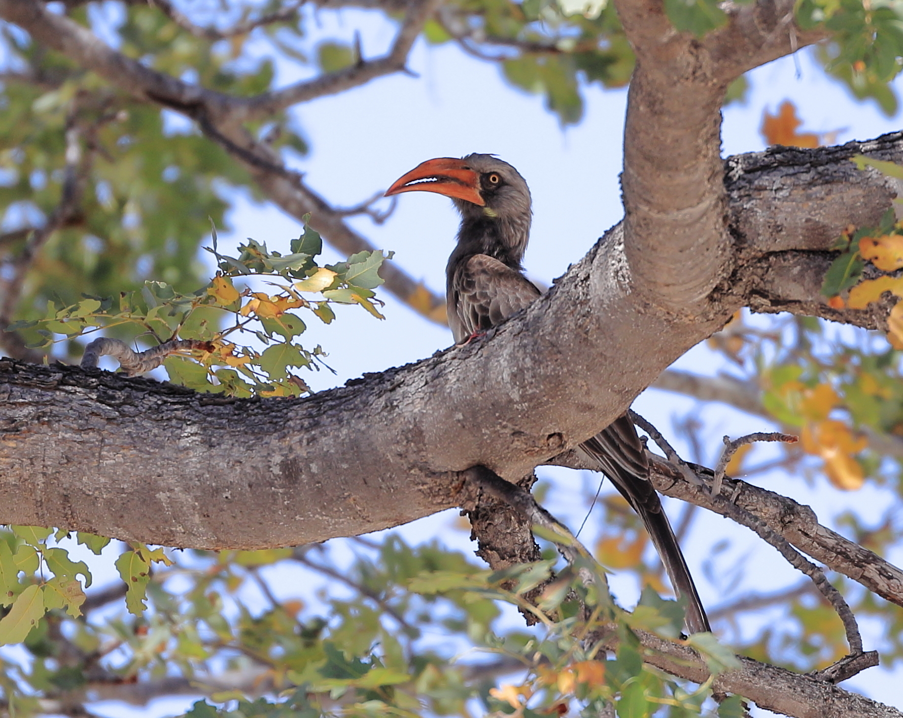 Bradfield's Hornbill (Lophoceros bradfieldi), photo 6
