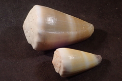 Conus lividus