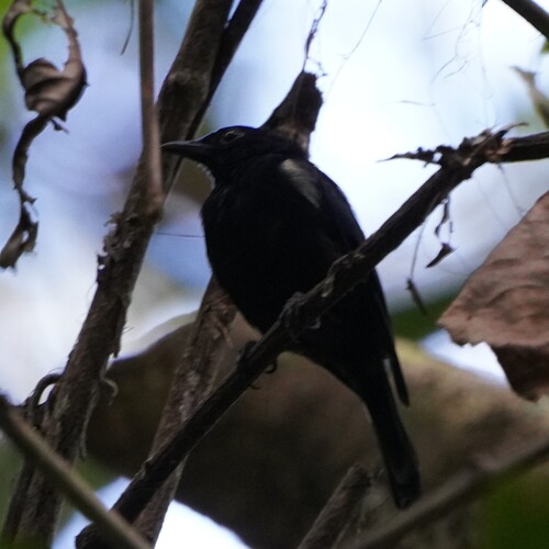 Black Berrypecker (Melanocharis nigra)