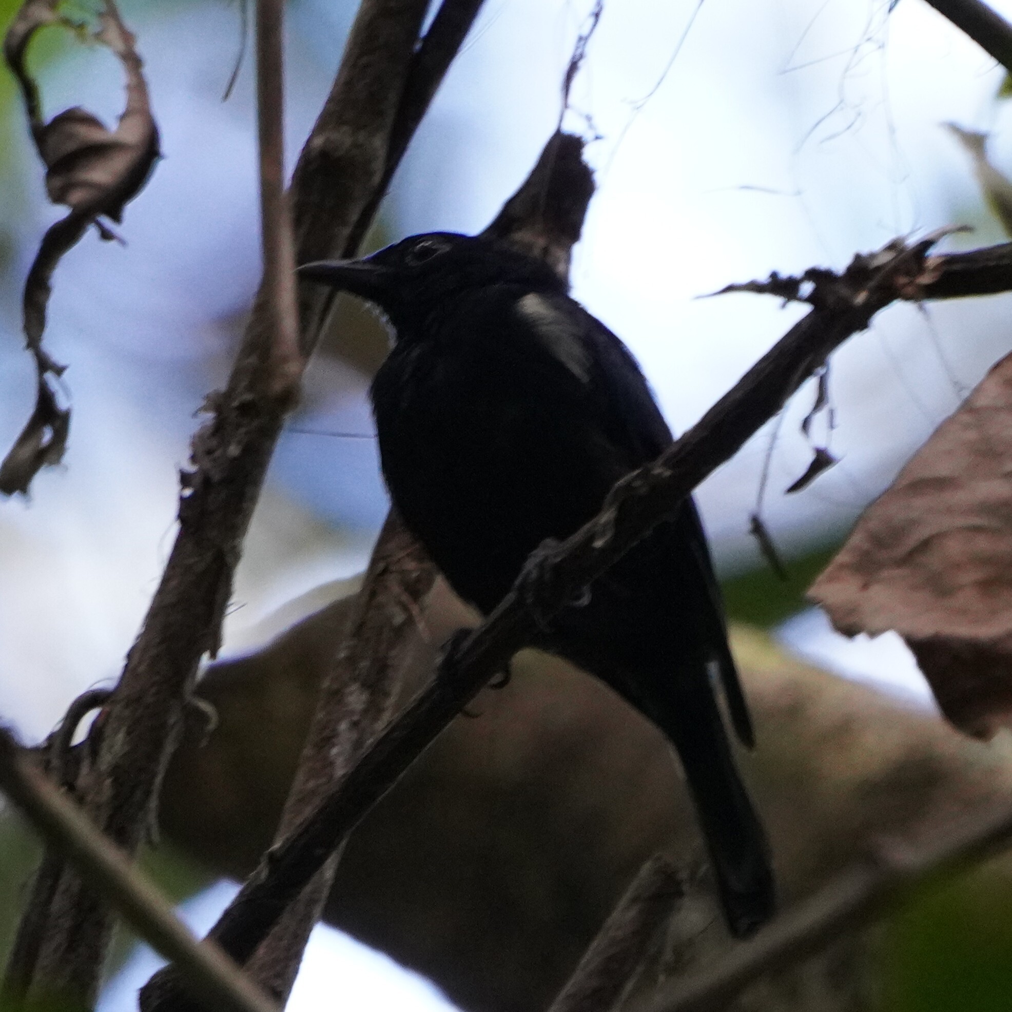 Black Berrypecker (Melanocharis nigra), photo 1