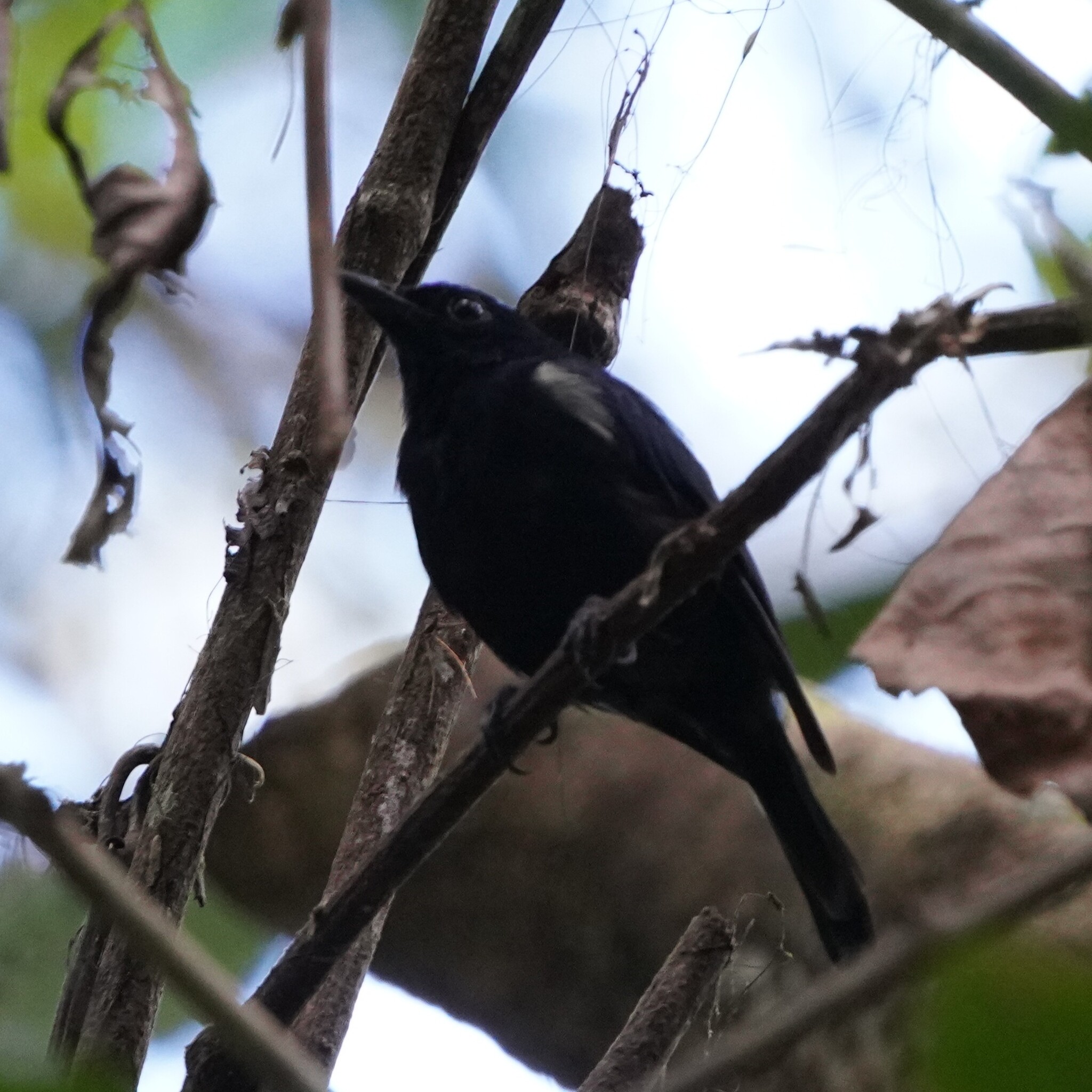 Black Berrypecker (Melanocharis nigra), photo 2
