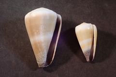 Conus lividus