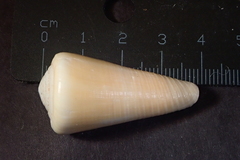 Conus emaciatus