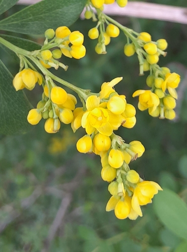 Berberis vulgaris — photo 1