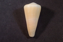Conus emaciatus
