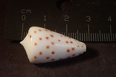 Conus eburneus