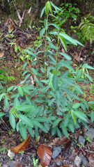 Codariocalyx motorius