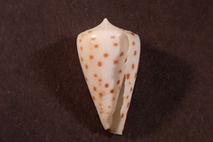 Conus eburneus