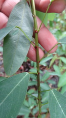 Codariocalyx motorius