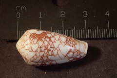 Conus omaria