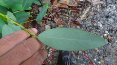 Codariocalyx motorius