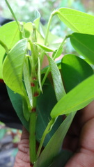 Codariocalyx motorius