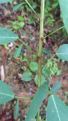 Codariocalyx motorius