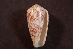 Conus omaria