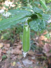 Crotalaria heyneana